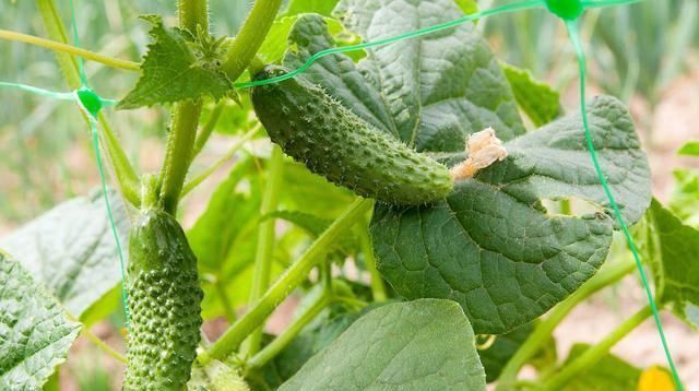 黄瓜|温室越冬黄瓜栽培技术,掌握分段管理经验,有效提高黄瓜的生长