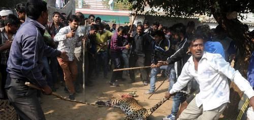  再次发生|人豹冲突再次发生这次是豹子吃人，40岁男子半夜被豹子叼到森林