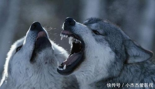 内脏|为什么有人说野外遇狼带上一包盐就可以救自己?