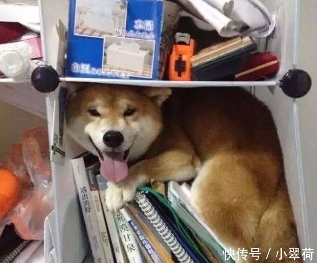 沙发|看到狗子犯错后一副这么无辜的表情, 铲屎官都下不了手!