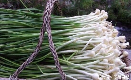  每斤|农村人常吃便宜的野菜，城里人争相买第六种，每斤80元