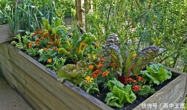 在家|在家种个菜都这么美，还要什么花园？