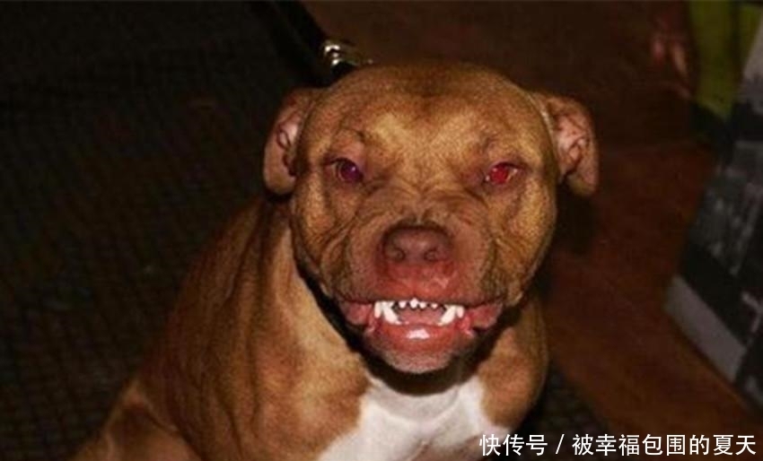 狮子|世上最凶恶的狗, 斗野牛、狮子、熊等超重级猛兽, 被咬基本没救了