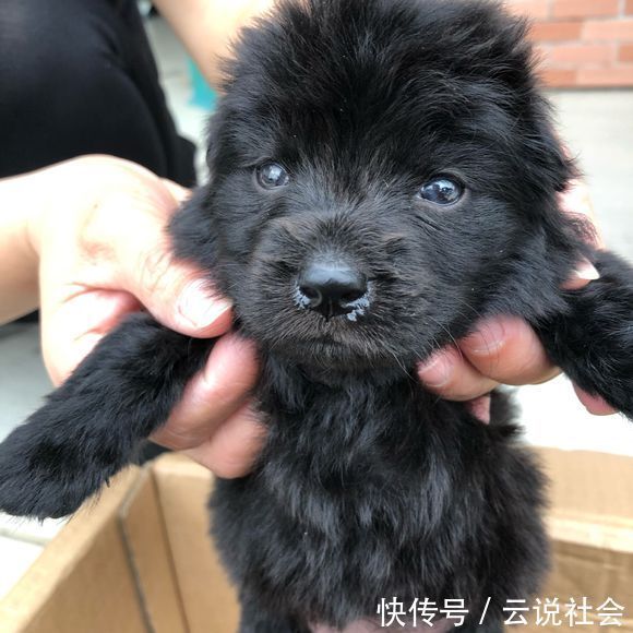连忙|一窝小黑狗被主人扔路边,便利店阿姨看到连忙心疼地抱起了它们