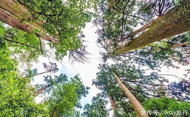  森林|高温席卷的初夏，不如去这些堪比童话仙境的小众森林里乘个凉！