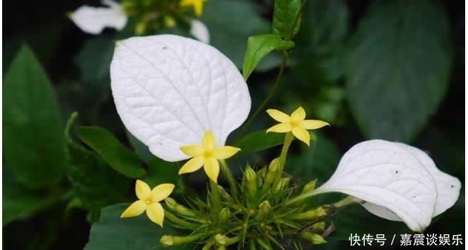  挡不住|8月开始运势奇佳，事业突飞猛进，富贵挡不住的四大属相