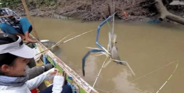 问号|湄公河大虾个个都有1米长,越南人满脸问号中国吃货咋就不吃了