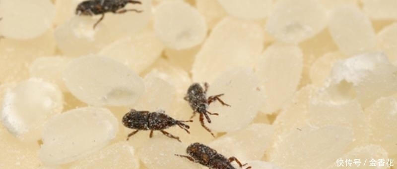 米象|米放久了会有虫子,那么问题来了,那些虫子都是哪里来的呢