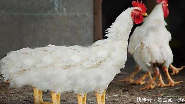 脑筋急转弯什么鸡没有翅膀为什么先看见