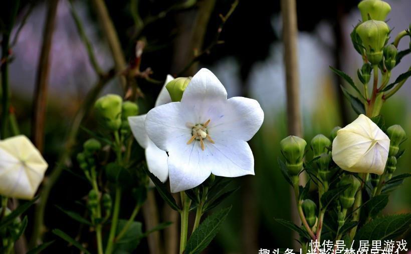  生肖|9月中旬，缘分与桃花非常黏人，被爱情深深打动的四大生肖！