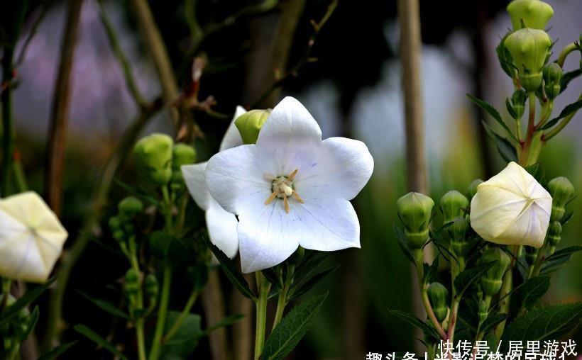 生肖|9月中旬,缘分与桃花非常黏人,被爱情深深打动的四大生肖!
