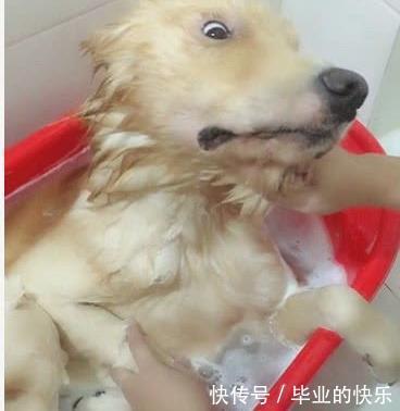  金毛|主人给金毛洗澡，给它来了一套“泰式按摩”