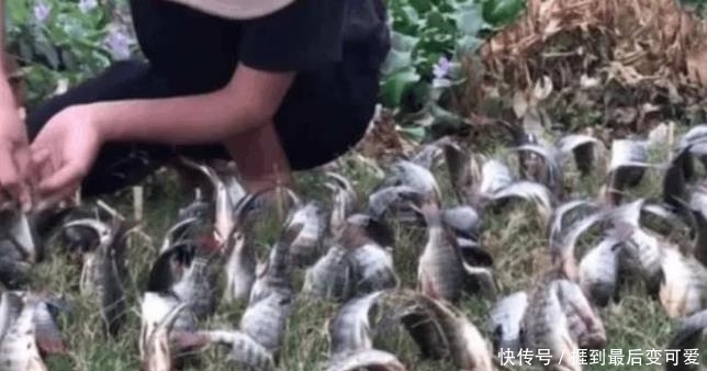 奇闻趣事|小伙把鱼“种”在土里，朋友一头雾水，结果尴尬了