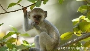  双喜|金猴人：不跟你开玩笑，未来三天千载难逢的“双喜”找上门！