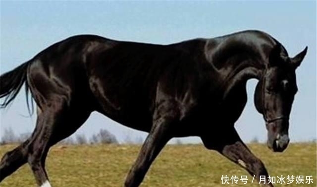 赤兔马|中国的八匹名马, 除了赤兔马, 你还知道其它的吗