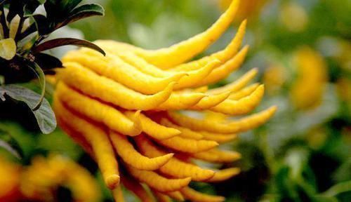 余甘果|南方特有的几种水果,作为南方人也认不出,北方人连听都没听过