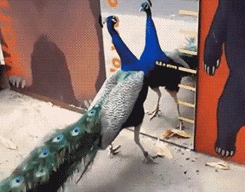 艺高人胆大|搞笑GIF:艺高人胆大,这才是信任