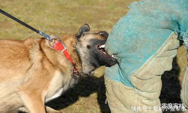  伤害|文明养狗，请不要让你的宝贝伤害到别人的宝贝