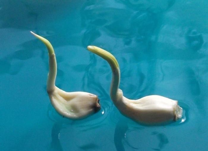 熊猫|丝瓜熊猫、菜叶鸵鸟……男子用蔬菜创造“动物世界”