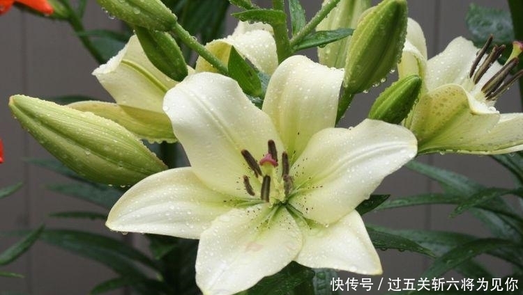 未来|未来一个月财神送钱,贵人扶持,好运挡不住的四大生肖