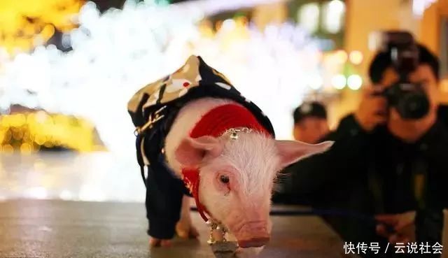  蓬元帅|网上买宠真实性堪忧：470块的小香猪几年后变成200斤“天蓬元帅”