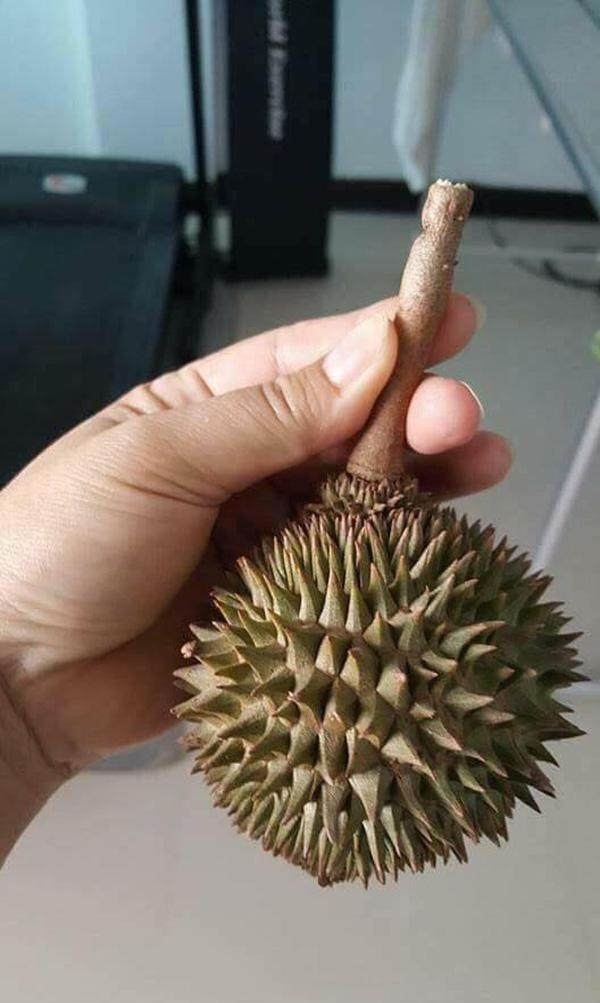 超市|在超市买回只有一只手掌大小的榴莲,剥开一看后,结果让人吃惊