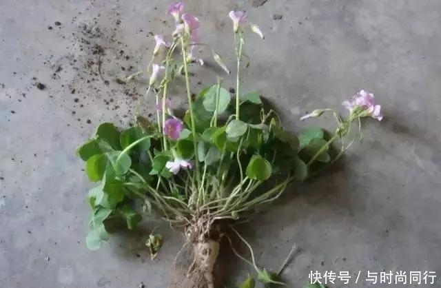 农村|农村到处可见的“土人参”,堪比冬虫夏草!却被当作杂草!