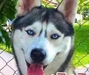 家里|突然发现家里的哈士奇怀孕了,生下来这样的狗狗让主人哭笑不得