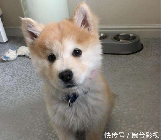 哈士奇|哈士奇的血脉到底有多恐怖？看完笑死了，原来这么好玩