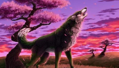 动物|狼究竟是什么动物?