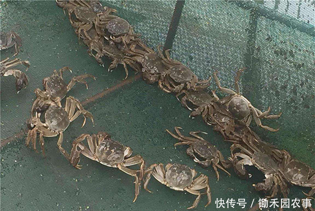 就火|去年遭吐槽的大闸蟹,今年没上市就火了,消费者直呼吃不起
