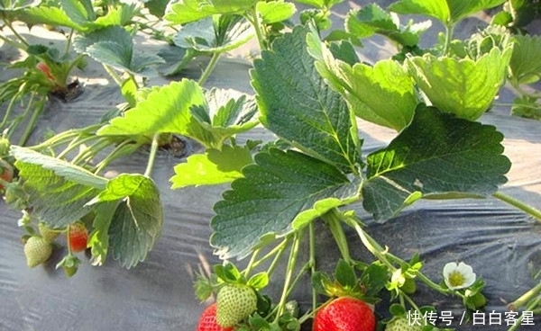 新规|国家出台废弃地膜回收新规,杜绝乡村白色垃圾,自觉从我做起