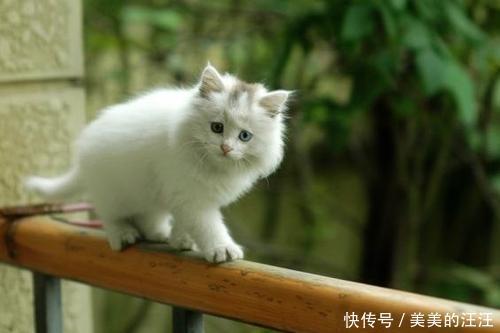 为啥|拽猫尾巴真的会“拉稀”吗?为啥阴天猫咪爱洗脸?了解下猫的感官