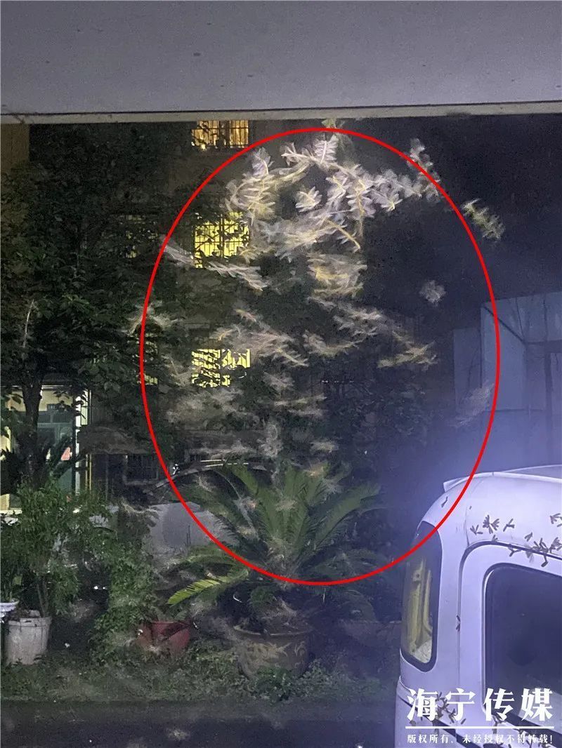  暴雨|头皮发麻！暴雨过后，多处出现小飞虫！