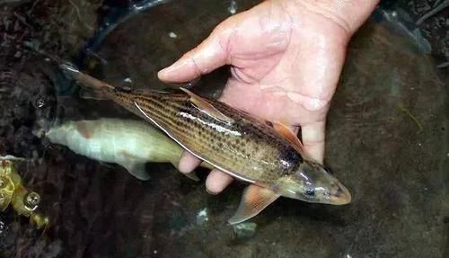 鱼肉|此鱼我国独有,至今无法人工养殖,目前700元一斤,想吃得靠运气