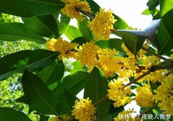 扦插|9月养桂花,一夜间十里飘香!选些枝干扦插,30天就能移栽