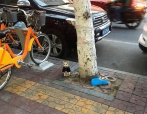 女孩|猫咪“遭虐待”被拴在树下，女孩上前解救，看到纸条默默离开了