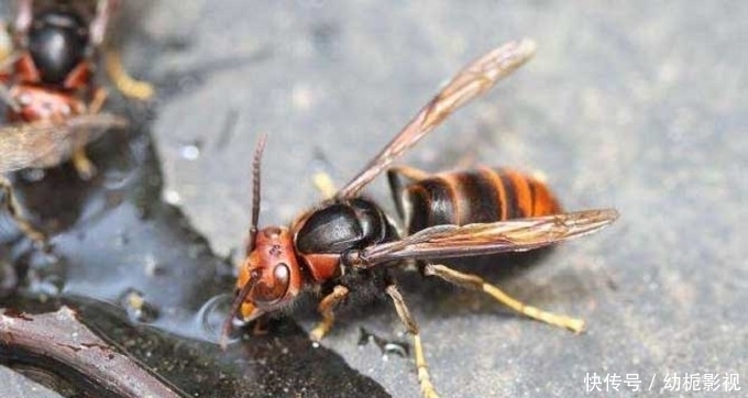 恐怖|又入侵6只,美国再现入侵大毒蜂,它的毒到底多“恐怖”?