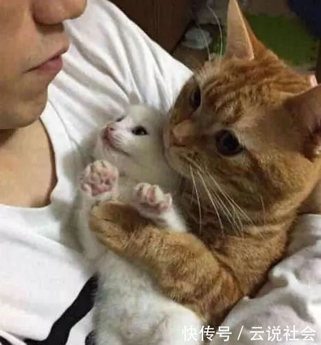 可爱|捡回一只小奶猫,橘猫一见就抱着不撒手还哭了,主人一旁笑了…