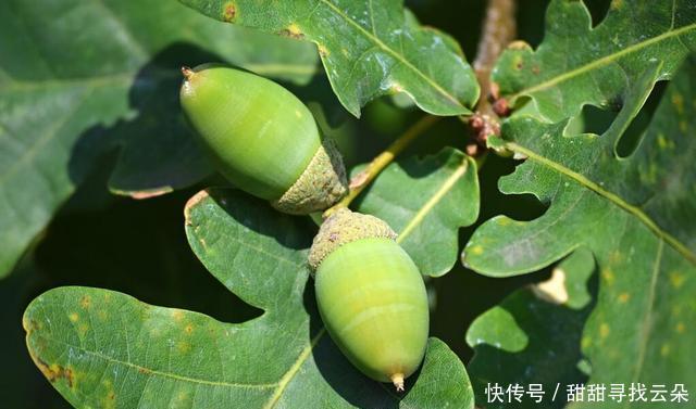 超级|小时候树林堆成山的“野果”,做豆腐超级美味,现在城里人排队买