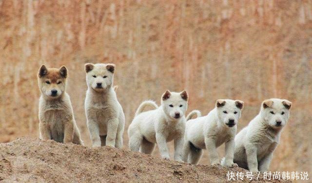 狗肉|宋徽宗下令禁止吃狗肉,臣子上书只写了一句话,徽宗看后只好作罢