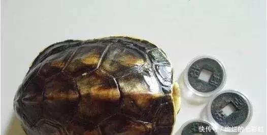 乌龟|文玩人“盘”活乌龟,还能“挂瓷”你能接受吗?