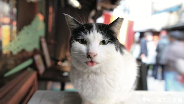  温顺|怎样拍出猫的温顺和可爱感？