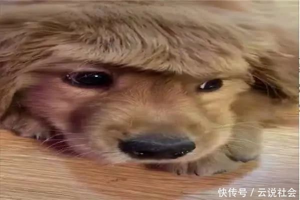 搭配|主人给小金毛梳了齐刘海造型,再搭配上单纯无辜的小眼神,好可爱