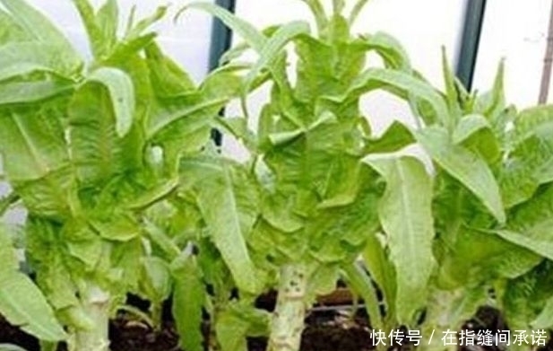 莴笋|莴笋的裂口、瘦窜、旱窜现象,因何形成?生产中如何预防