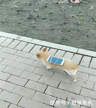 嫦娥|搞笑GIF:嫦娥姐姐是你吗?我是天蓬啊