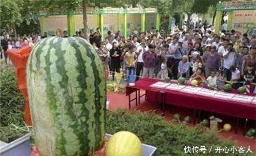 果蔬|网传那些果蔬界的奇葩, 够奇葩吗