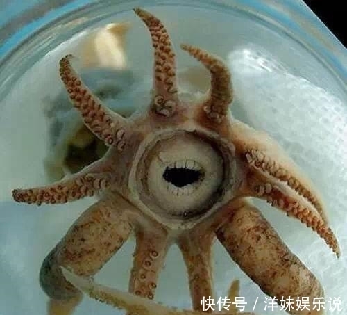 海鲜|海鲜大全, 你能认出多少