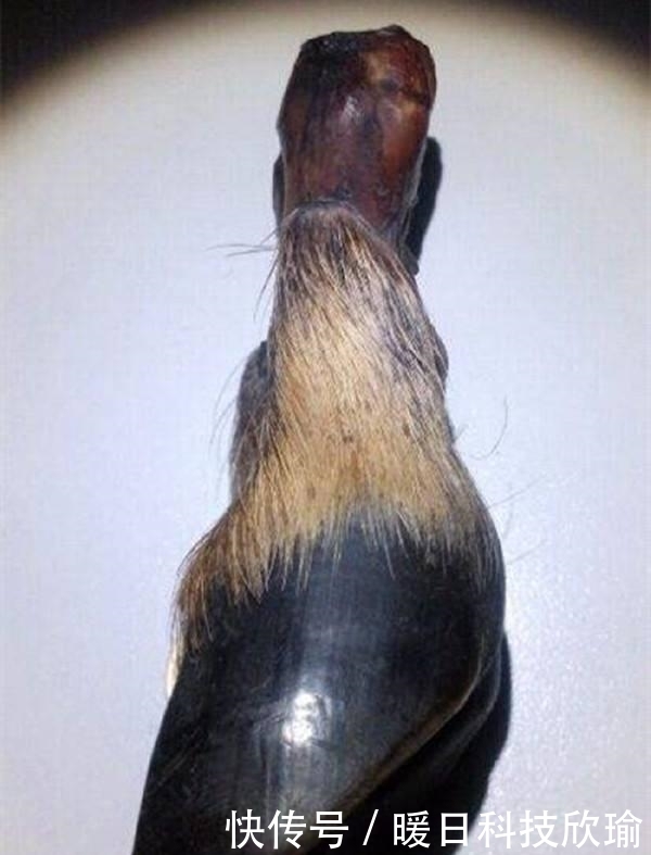  手串|黑驴蹄子手串? 甭管什么！盘它！