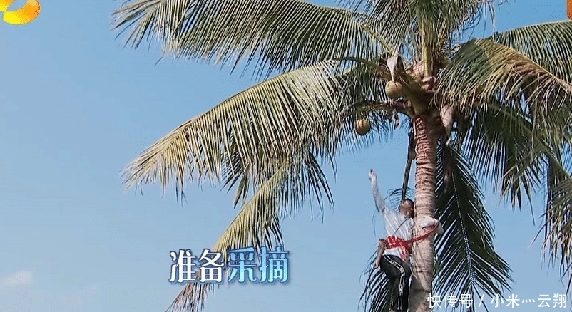 椰子树|彭昱畅爬完椰子树后,那把刀取下来没有?《向往的生活》导演回应了
